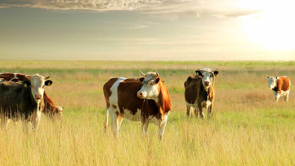 Stock Feed Additives